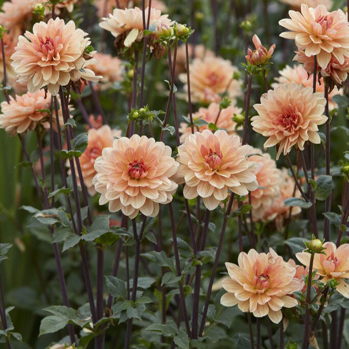 Dahlia Bulbs (Waterlily) - Apricot Desire