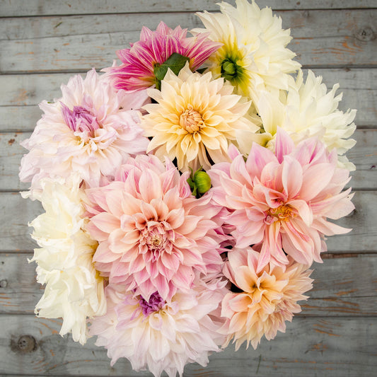 Dahlia Bulbs (Dinnerplate) - Celestial Mix