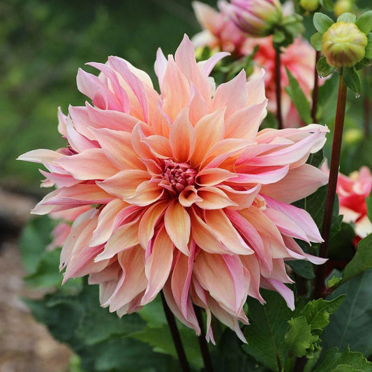 Dahlia Bulbs (Dinnerplate) - Labyrinth