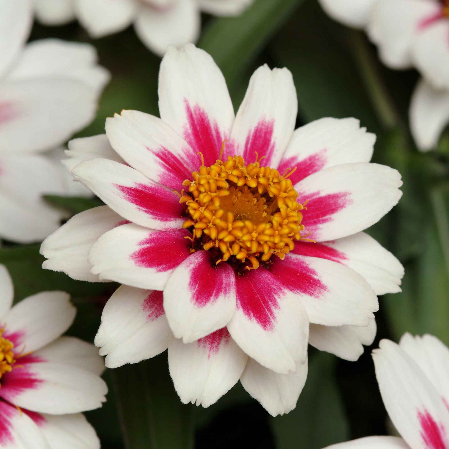 Zinnia Seeds - Zahara Starlight Rose